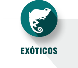 Exóticos